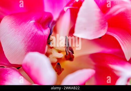 Image d'un fond rose d'un bourgeon d'une tulipe colomb en fleurs Banque D'Images