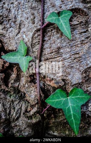 Lierre commune (Hedera Helix) poussant sur un bouleau au début du printemps au pays de Galles. Banque D'Images