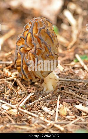 Morchella esculenta est une espèce de champignon commune et comestible en Turquie. Banque D'Images