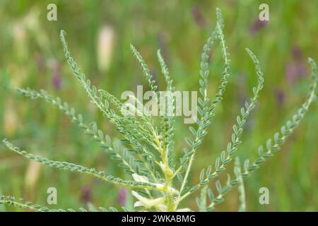 Astragalus pisidicus gros plan. Aussi appelé vesce de lait, épine de chèvre ou vigne-semblable. Fond vert printemps. Plante sauvage. Banque D'Images