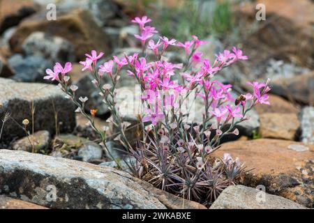 Acantholimon acerosum appartient à la famille des Plumbaginaceae et pousse sur des sols pierreux et calcaires. Dans la nature, c'est une fleur épineuse de couleur rose. Banque D'Images