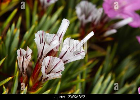 Acantholimon acerosum appartient à la famille des Plumbaginaceae et pousse sur des sols pierreux et calcaires. Dans la nature, c'est une fleur épineuse de couleur rose. Banque D'Images