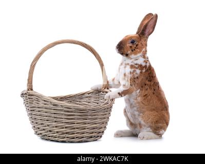 Lapin tacheté est debout près d'un panier de Pâques isolé sur un fond blanc. Banque D'Images