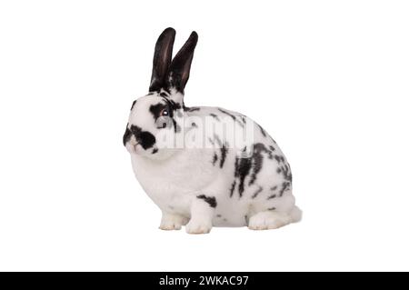Lapin dalmatien isolé sur fond blanc Banque D'Images