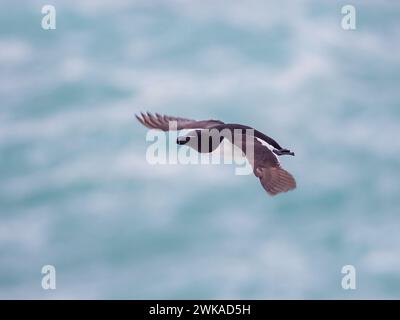 Razorbill - ALCA torda volant sur les falaises de Hafnarberg sur la péninsule de Reykjanes dans le sud de l'Islande Banque D'Images