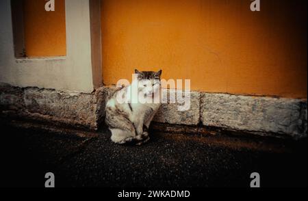 Dans la soirée, un chat errant est assis dans la rue près du mur orange du bâtiment. Rues de la ville et animaux. Banque D'Images