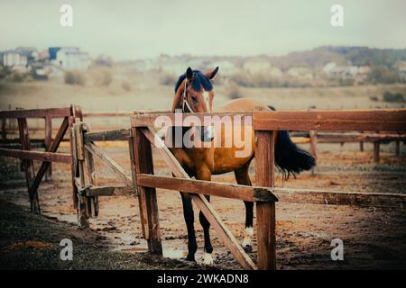 Un cheval de baie pèle dans un paddock sur une ferme pendant une journée nuageuse d'été. Agriculture, soins aux chevaux et élevage. Banque D'Images