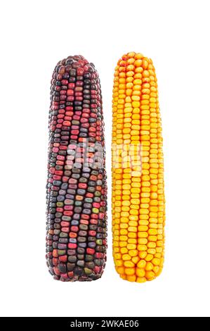 graines de maïs multicolores et jaunes sur fond blanc Banque D'Images
