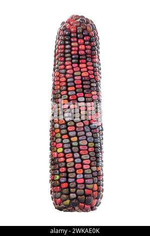 graines de maïs multicolores de tête de maïs sur fond blanc Banque D'Images