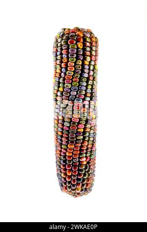 graines de maïs multicolores de tête de maïs sur fond blanc Banque D'Images