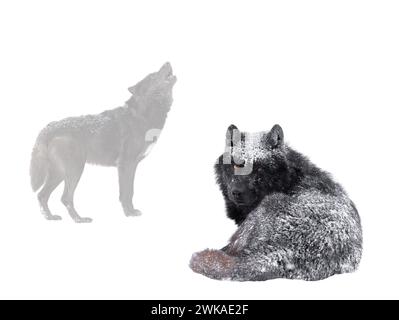 Le loup canadien repose sur le fond d'un loup hurlant isolé sur un fond blanc. Banque D'Images