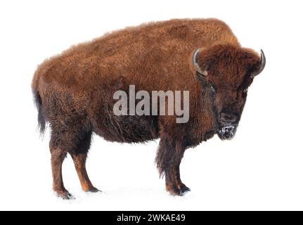 le bison se tient dans la neige isolé sur un fond blanc. Banque D'Images