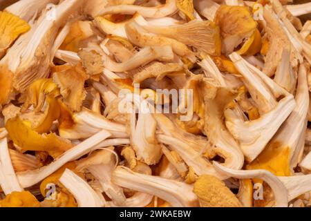 Champignons chanterelles fraîchement cueillis, Oregon. Banque D'Images