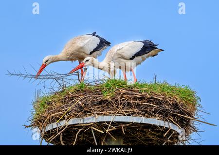 Cigogne blanche (Ciconia ciconia) mâle et femelle renforçant le vieux nid du printemps précédent avec des brindilles et des bâtons pour la nidification Banque D'Images
