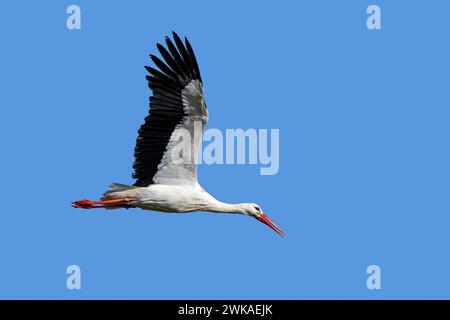Cigogne blanche (Ciconia ciconia) volant contre le ciel bleu pendant la migration Banque D'Images