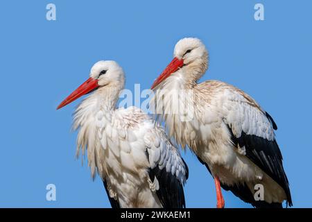 Paire de cigognes blanches (Ciconia ciconia), portrait en gros plan d'un homme et d'une femme Banque D'Images