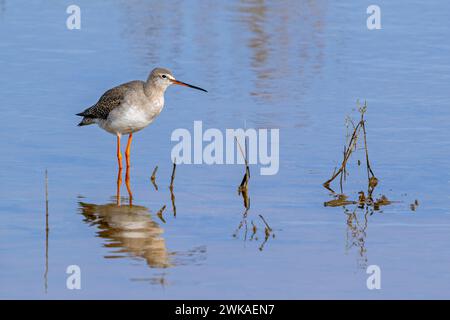 Le roussard tacheté (Tringa erythropus) dans le plumage non reproducteur, en eau peu profonde dans les zones humides le long de la côte de la mer du Nord, en hiver Banque D'Images