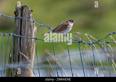 Banderole de roseau commun (Emberiza schoeniclus) femelle perchée sur barbwire / barbelé clôture le long de prairie à la fin de l'hiver Banque D'Images