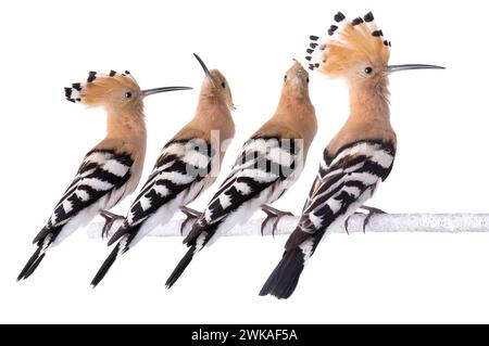 famille de hoopoe se trouve sur un bouleau isolé sur un fond blanc. Banque D'Images