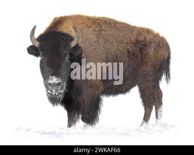 le bison se tient dans la neige isolé sur un fond blanc. Banque D'Images
