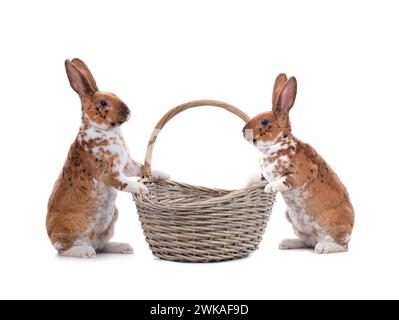 Deux lapin tacheté se tient près d'un panier de Pâques isolé sur un fond blanc. Banque D'Images