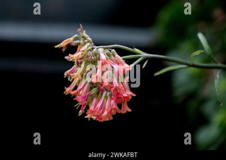 Fleur de Kalanchoe Delagoensis. (Kalenchoe Tubiflora, plante Chandalier, plante mère de millions). Banque D'Images