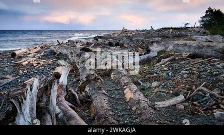 Une plage océanique couverte de rondins de bois flotté qui reflète le ciel du début de soirée. Banque D'Images