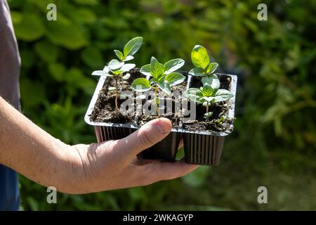 Un homme tient des plants dans des cassettes de basilic dans ses mains. Agriculture et concept agricole. Banque D'Images