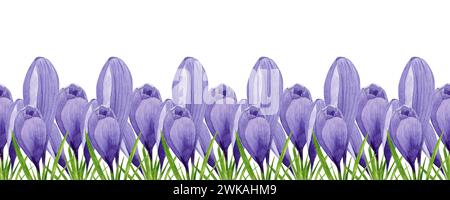 Pourpre crocus fleurs de printemps bordure sans couture. Illustration florale aquarelle peinte à la main. Élément de conception pour étiquette, logo, emballage, carte postale Banque D'Images