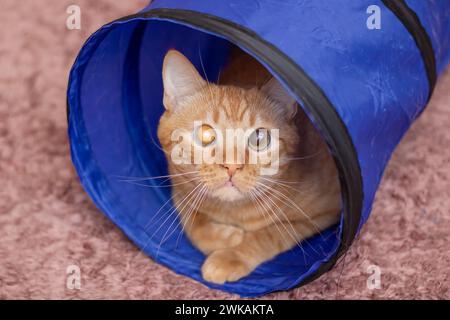 Chat gingembre couché dans un tunnel de chat en gros plan Banque D'Images