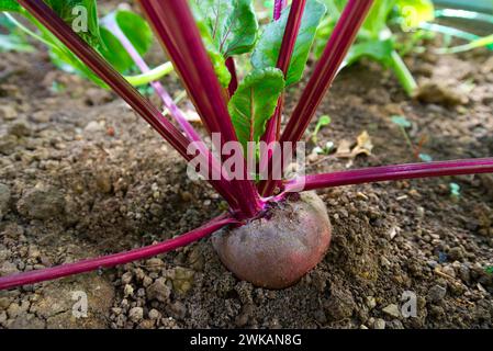 Une jeune plante de betterave rouge dans un jardin Banque D'Images