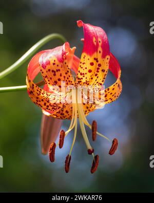 Gros plan de fleur de léopard Lily sur fond bokeh flou vert et bleu Banque D'Images