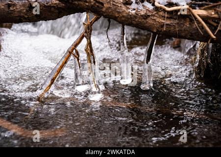 Glaçons suspendus à une branche tombée dans un ruisseau en hiver. Banque D'Images