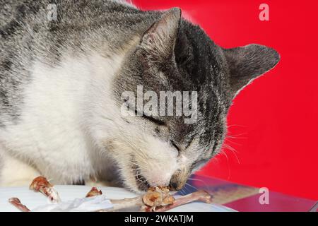 Détail d'un chat errant mangeant dans la terrasse d'un restaurant les restes de nourriture des touristes Banque D'Images