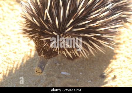 Gros plan d'un Echidna vu d'en haut, un mammifère pondant dans le désert de sable jaune Pinnacles, parc national de Nambung, Australie occidentale Banque D'Images