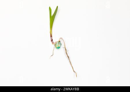 Gros plan de germination des graines de maïs isolé sur fond blanc. Agriculture, agronomie et concept agricole Banque D'Images