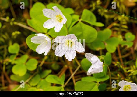 Oxalis acetosella famille Oxalidaceae genre Oxalis bois sorrel fleurs blanches - papier peint design photographie d'intérieur Banque D'Images