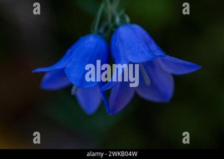 Campanula rotundifolia famille Campanulaceae genre Campanula Harebell nature sauvage fleurs fleurs photographie de papier peint pour salon ou salle de cuisine Banque D'Images