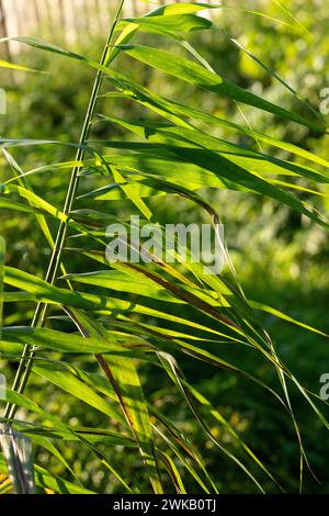 Phragmites australis famille Poaceae genre Phragmites roseau commun dans la nature sauvage Banque D'Images