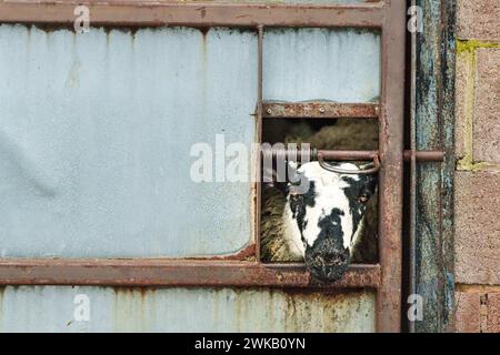 Un mouton regardant hors d'un trou dans une porte de grange Banque D'Images