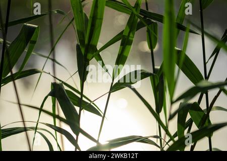 Phragmites australis famille Poaceae genre Phragmites roseau commun dans la nature sauvage Banque D'Images