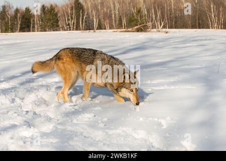 Loup gris (Canis lupus) marche à gauche à travers le nez de champ en hiver - animal captif Banque D'Images