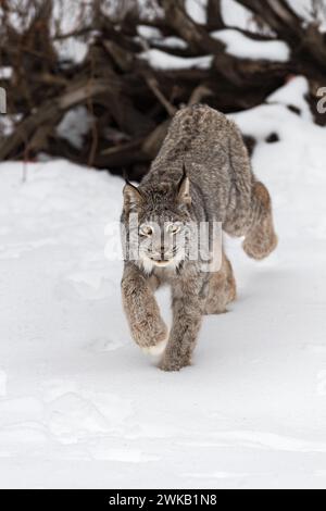 Lynx du Canada (Lynx canadensis) fait un pas en avant en regardant l'hiver - animal captif Banque D'Images