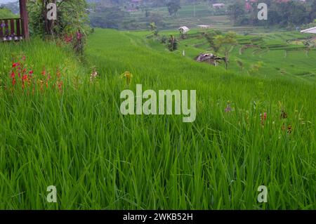 vue sur le riz vert. paysage de rizières avec de vastes plants de riz. Banque D'Images