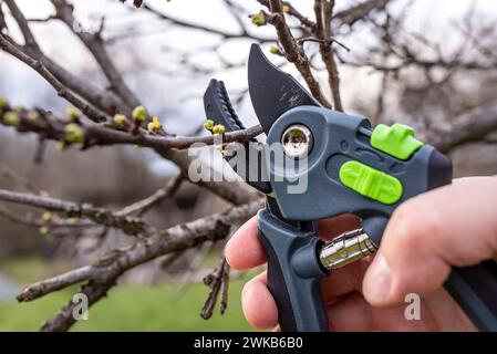 Un jardinier élague un prunier avec des sécateurs dans un jardin printanier. Banque D'Images