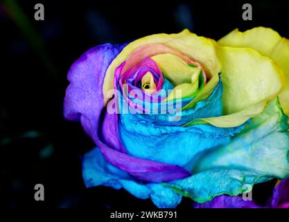Gros plan de Rainbow Colored Dyed Roses Banque D'Images