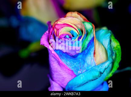 Gros plan de Rainbow Colored Dyed Roses Banque D'Images