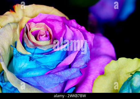 Gros plan de Rainbow Colored Dyed Roses Banque D'Images