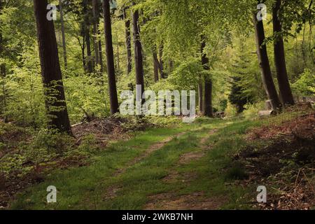 Bäume im Wald Banque D'Images