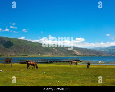 Chevaux sur les rives du lac la Angostura, El Mollar, province de Tucuman, Argentine Banque D'Images